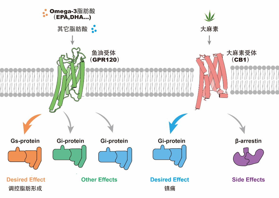 图1:鱼油分子、大麻素分子及其受体系统.jpg 图1:鱼油分子、大麻素分子及其受体系统.jpg